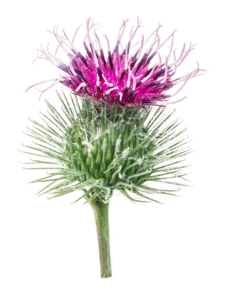 Prickly heads of burdock flowers isolated on white background. — Stock Photo, Image