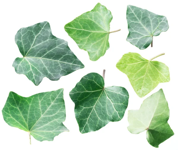 Folhas de hera verde no fundo branco . — Fotografia de Stock