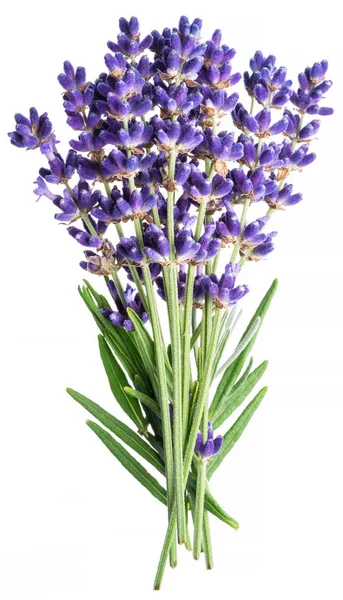 Bando de flores de lavandula ou lavanda no fundo branco . — Fotografia de Stock