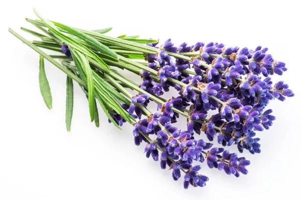 Bunch of lavandula or lavender flowers on white background.