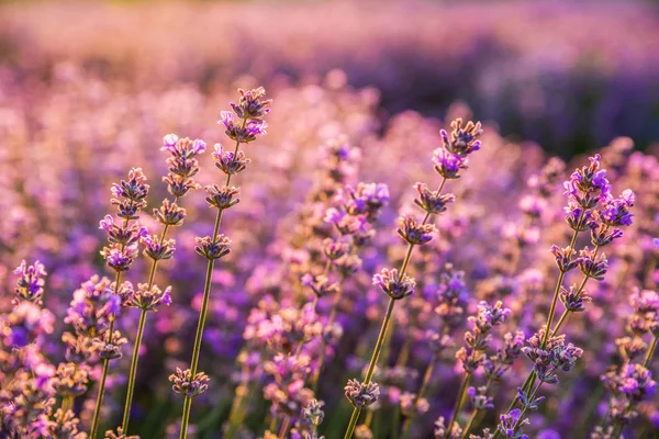 夜明けの光の中でカラフルな開花ラベンダーやラベンダー畑 — ストック写真