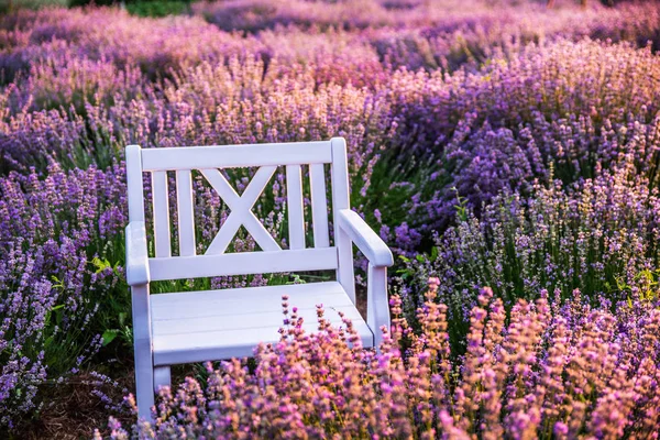 Leerer weißer Holzstuhl zwischen blühenden Lavendelsträuchern im — Stockfoto