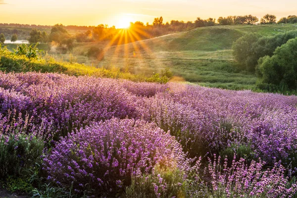 Színes virágzó lavandula vagy levendula mező a hajnali fényben — Stock Fotó