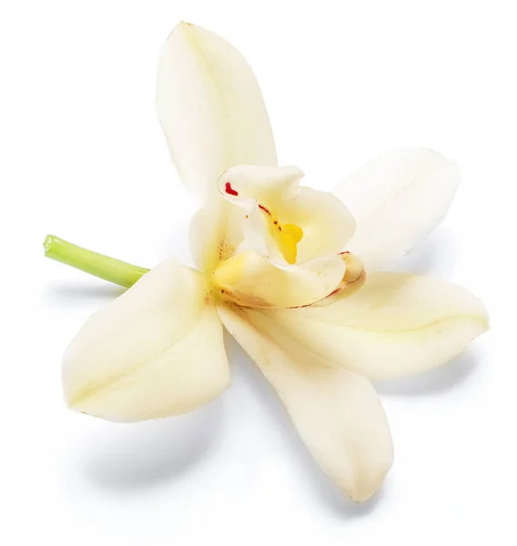 Wanilia Orchidea kwiat waniliowy na białym tle. — Zdjęcie stockowe