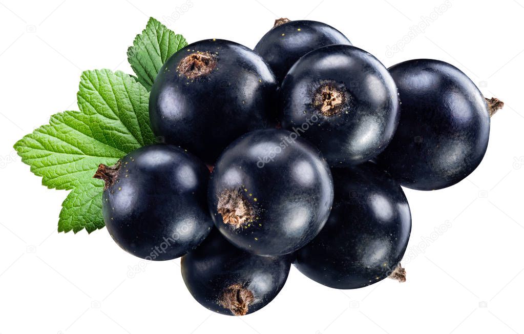 Ripe blackcurrant branch with green leaf on the white background