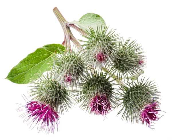 Stachelige Köpfe von Klettenblumen isoliert auf weißem Hintergrund. — Stockfoto