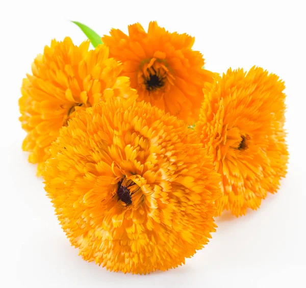 Calendula virágok elszigetelt fehér alapon. — Stock Fotó