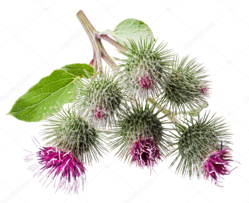 Prickly heads of burdock flowers isolated on white background.