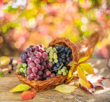 Güz, olgunlaşmış farklı üzüm çeşitleriyle sakin bir hayattır.. 