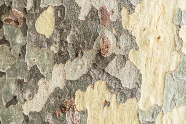 Çınar ağaçları. Pullu ve şekilli yamalar gövde.