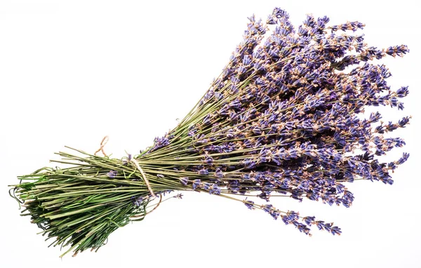Bunch of dry lavandula or lavender flowers on white background. — Stock Photo, Image