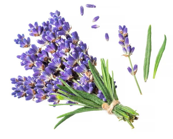 Stelletje lavandula of lavendel bloemen op witte achtergrond. — Stockfoto