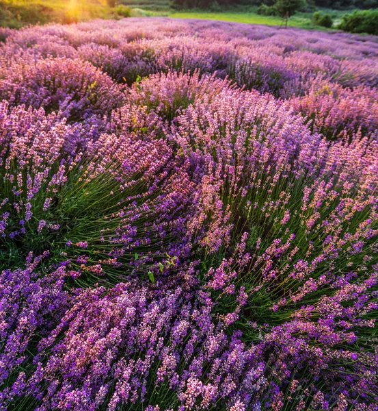 夜明けの光の中でカラフルな開花ラベンダーやラベンダー畑 — ストック写真