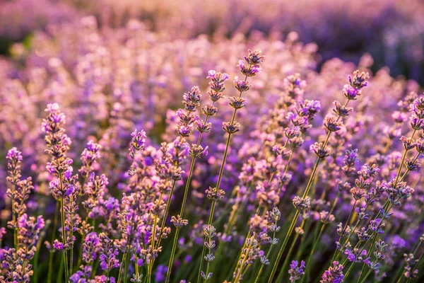 夜明けの光の中でカラフルな開花ラベンダーやラベンダー畑 — ストック写真