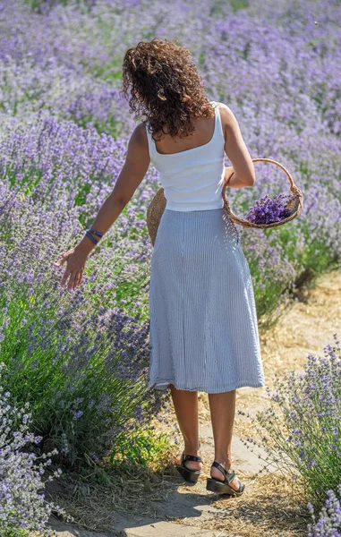 Mulher caminhando no campo de lavanda florido e coleta de fluxo — Fotografia de Stock