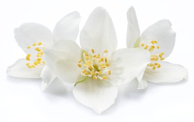 Beyaz arka planda izole yasemin çiçekleri blooming.