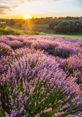 Renkli çiçek açan lavandula ya da şafak vakti lavanta tarlası