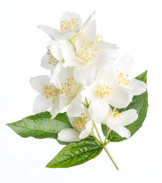 Fioritura fiori di gelsomino isolati su bianco . — Foto Stock