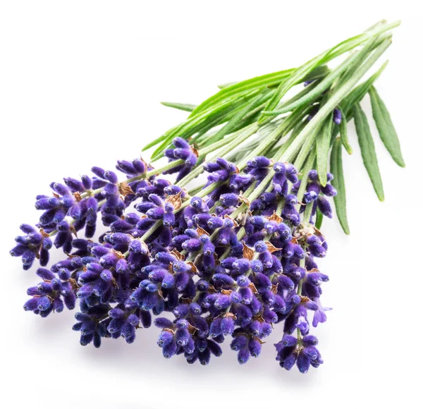 Bunch of lavandula or lavender flowers on white background. — Stock Photo, Image