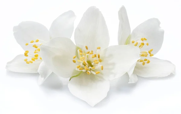 Flores de jasmim floridas isoladas em fundo branco . — Fotografia de Stock