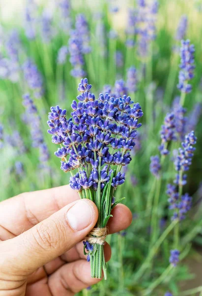 Un mucchio di lavandula fresca nelle mani dell'uomo. Campo di lavanda giovane — Foto Stock