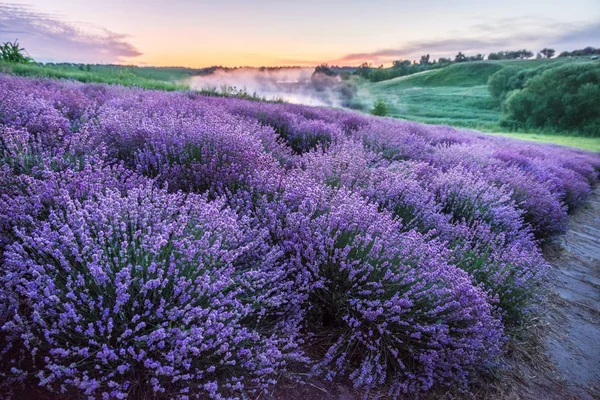 동녘의 다채 로운 화환을 이루는 라반 둘라 즉 라벤더 밭 — 스톡 사진