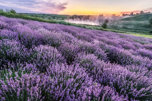 Színes virágzó lavandula vagy levendula mező a hajnali fényben — Stock Fotó