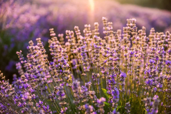 夜明けの光の中でカラフルな開花ラベンダーやラベンダー畑 — ストック写真