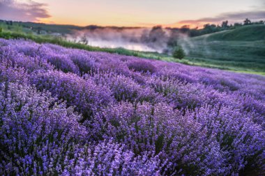 Renkli çiçek açan lavandula ya da şafak vakti lavanta tarlası
