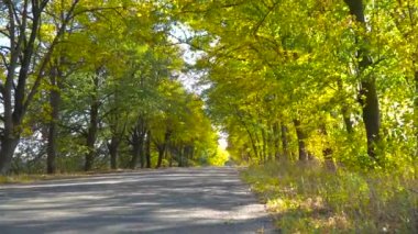 Güzel bir sonbahar ormanında, yüksek bir anten boyunca hareket ediyor. 4k drone görüntüsü.