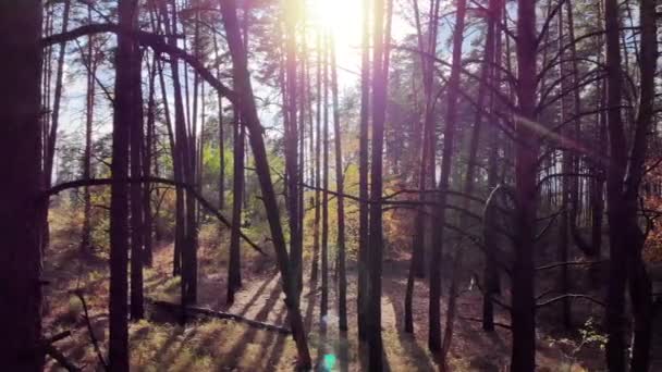 Movimento Uma Altura Aérea Longo Bela Floresta Selvagem Pinheiros Outono — Vídeo de Stock