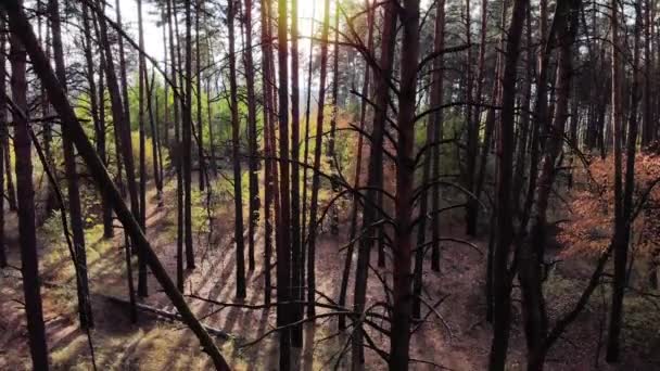 Beweging Van Een Hoogte Antenne Langs Prachtige Herfst Dennenbos Tijdens — Stockvideo