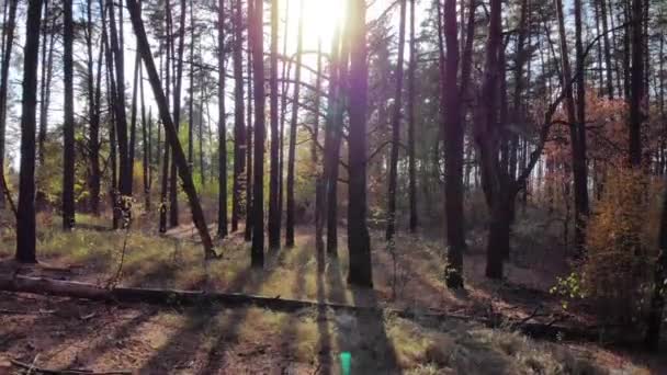 美しい秋に沿った高さの空中からの動きは 夕方の日没の間に野生の森を松 4Kドローン映像 — ストック動画