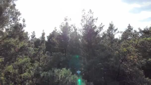 Beweging Van Een Hoogte Antenne Langs Prachtige Herfst Dennenbos Tijdens — Stockvideo