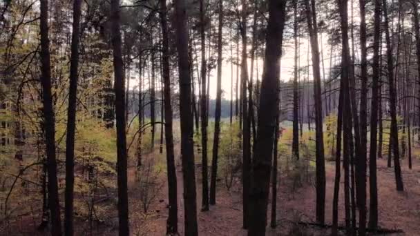 Movement Height Aerial Beautiful Autumn Pine Wild Forest Evening Sunset — 비디오