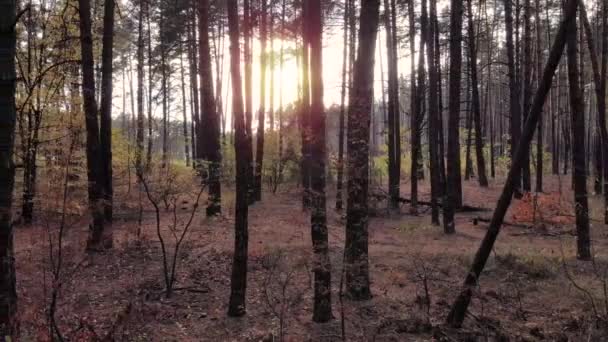 美しい秋に沿った高さの空中からの動きは 夕方の日没の間に野生の森を松 4Kドローン映像 — ストック動画