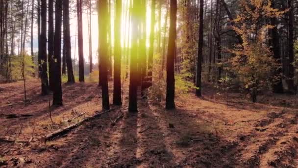 Rörelse Från Höjd Antenn Längs Vacker Höst Tall Vild Skog — Stockvideo