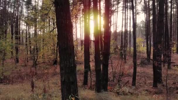 美しい秋に沿った高さの空中からの動きは 夕方の日没の間に野生の森を松 4Kドローン映像 — ストック動画