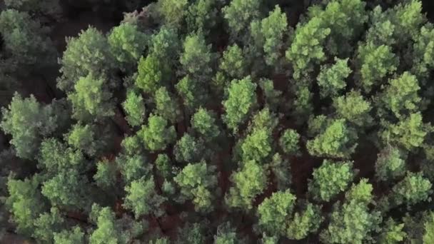 Вид Зверху Повітря Щоб Спуститися Сосновий Ліс Відеозйомка Безпілотника — стокове відео