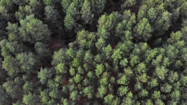 Vista Aérea Superior Seguindo Longo Uma Floresta Pinheiros Drone Vídeo — Vídeo de Stock