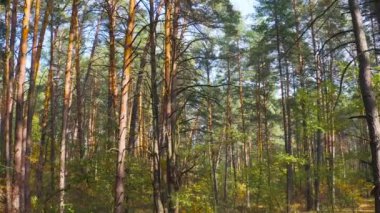 Güneşli bir günde, güzel bir sonbahar çam ormanında hava harekatı devam ediyor. 4k drone görüntüsü.