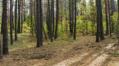 Güneşli bir günde güzel bir sonbahar çam ormanında hava harekatı devam ediyor. 4k drone görüntüsü.