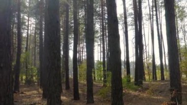 Güneşli bir günde güzel bir sonbahar çam ormanında hava hareketleri. 4k drone görüntüsü.