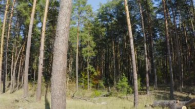 Güneşli bir günde güzel bir sonbahar çam ormanında hava harekatı devam ediyor. 4k drone görüntüsü.