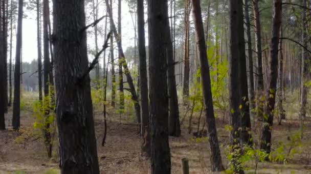 空中移動は晴れた日に美しい秋の松林に行くフォローアップします 4Kドローン映像 — ストック動画