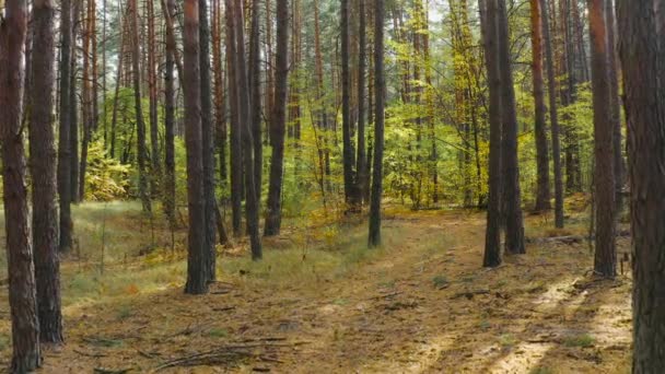 Movimiento Aéreo Seguir Adelante Hermoso Bosque Salvaje Pino Otoño Día — Vídeo de stock