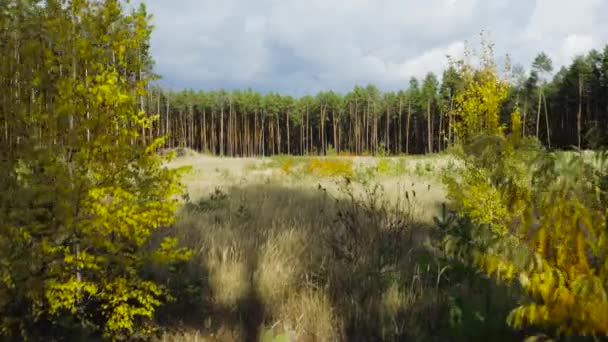 Movimiento Aéreo Seguir Adelante Hermoso Bosque Salvaje Pino Otoño Día — Vídeo de stock