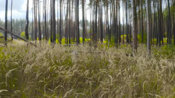 Ilmaliike Seuraa Eteenpäin Kauniissa Syksyn Mäntymetsässä Aurinkoisena Päivänä Drone Kuvamateriaalia — kuvapankkivideo