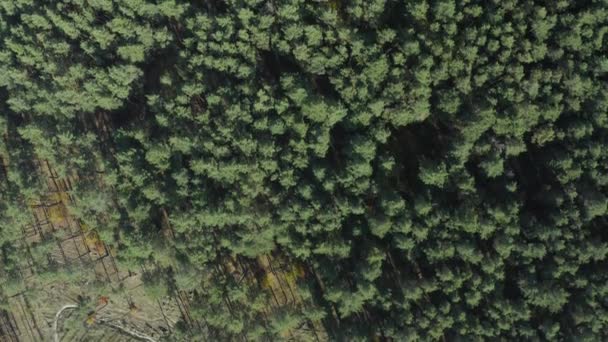 Vista Aérea Siguiendo Largo Bosque Pinos Drone Grabación Vídeo — Vídeos de Stock