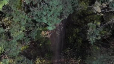 Çam ormanının yukarısına uçmak için. 4k drone video çekimi.